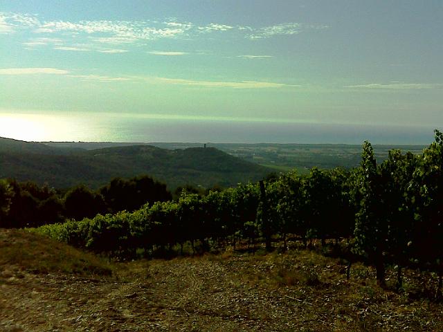 castagneto 105a.jpg